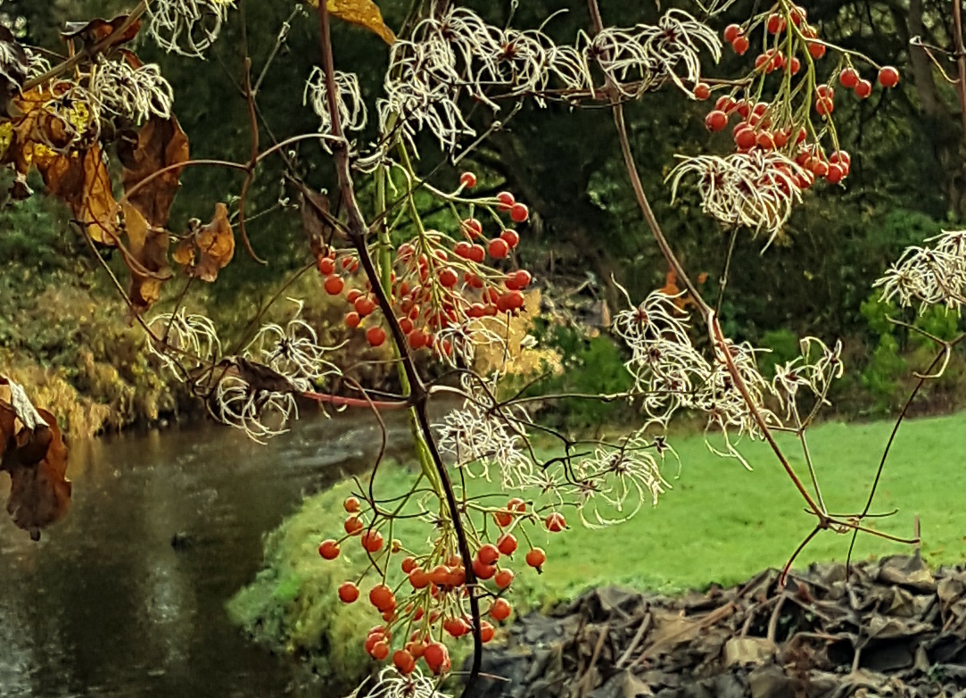 December red berries at the Camcor river at Birr castle