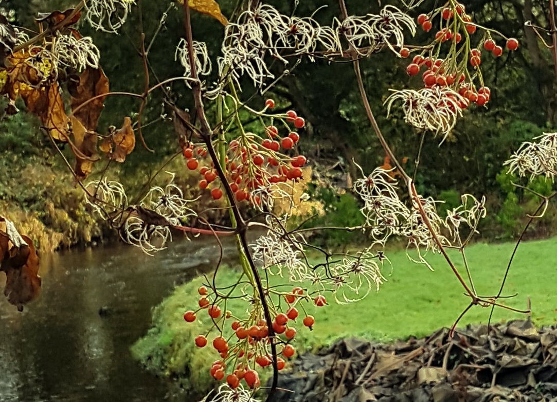 December red berries at the Camcor river at Birr castle